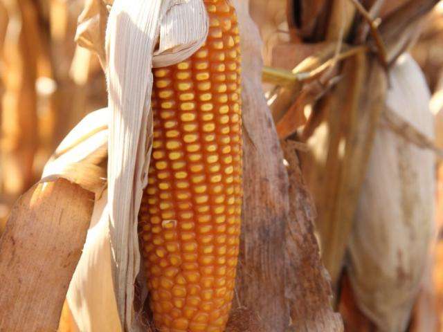 Com pre&ccedil;o baixo, falta espa&ccedil;o para armazenar 47% da produ&ccedil;&atilde;o de milho