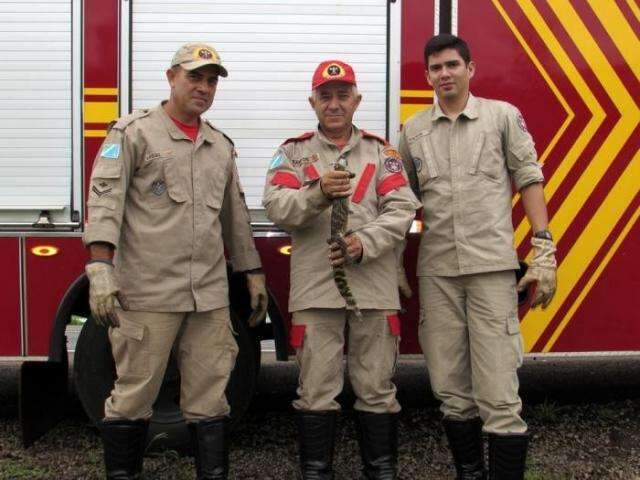 Filhote de jacar&eacute; &eacute; capturado dentro de resid&ecirc;ncia em MS