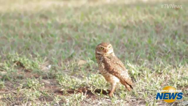 Capital da observa&ccedil;&atilde;o de aves, Campo Grande tem 400 esp&eacute;cies pelo c&eacute;u