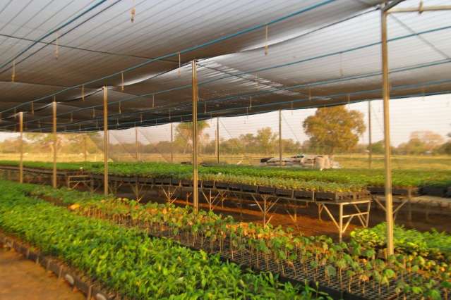 Curso gratuito oferecer&aacute; t&eacute;cnicas de plantio exigidos no novo C&oacute;digo Florestal