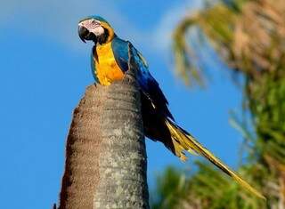 Brasil conta de 35 mil a 50 mil observadores de aves. (Foto: Marcelo Calazans)