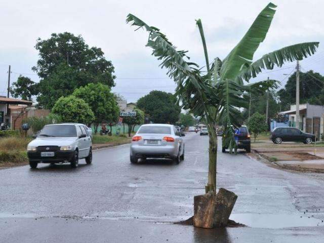 Moradores improvisam e plantam bananeira para tapar buraco