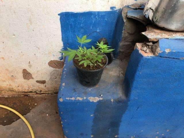 Opera&ccedil;&atilde;o da PM aprende R$ 12 mil, crack e at&eacute; muda de maconha em resid&ecirc;ncia