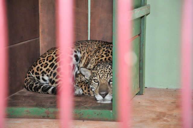  On&ccedil;a fujona pode atacar ser humano