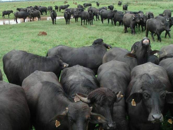 Búfalo mata cavalo e fere peão em ataque de fúria no Pantanal - Interior -  Campo Grande News