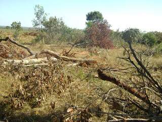 Parte das árvores nativas arrancadas com trator. (Foto: Divulgação)