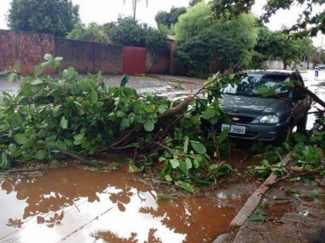 Chuva r&aacute;pida derruba &aacute;rvores e deixa casas sem energia no inteiror