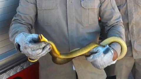 Serpente de um metro e meio é encontrada em pátio da Receita em Corumbá