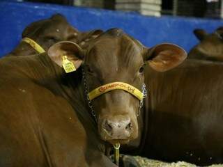 Nova variação de gado com melhoramento genético está exposto na feira (Foto: Alcides Neto)