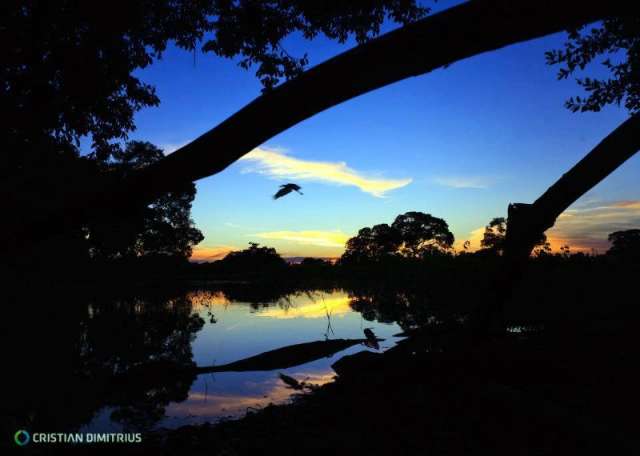 Com fauna e flora extensa, Pantanal é o bioma mais rico em biodiversidade