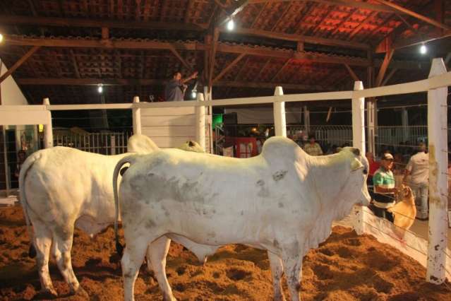 Feira Agropecu&aacute;ria comercializa mais de R$ 6 milh&otilde;es em quatro leil&otilde;es