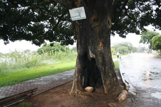 Revolta com vandalismo leva morador a colocar placa em &aacute;rvore pedindo socorro