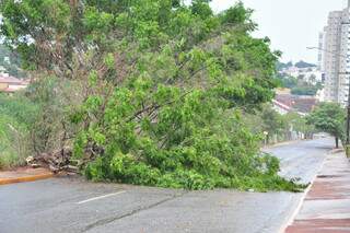 Árvore caiu na rua Nova Era e impediu o trânsito. (Foto: João Garrigó)
