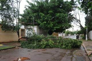 Árvore derrubada na rua Padre João Greiner, também no bairro Taveirópolis (Foto: Paulo Francis)