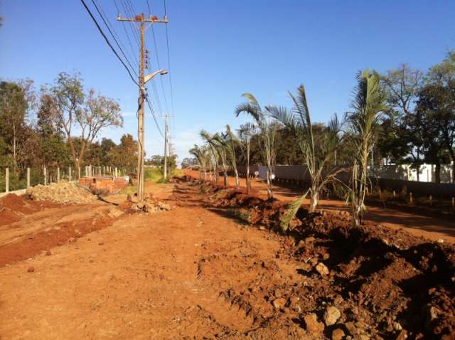 Morador planta &aacute;rvores na rua e causa transtorno em bairro da Capital