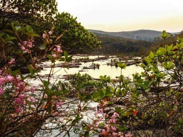 MIS exibe document&aacute;rio que fala da destrui&ccedil;&atilde;o do nosso &quot;t&atilde;o velho Cerrado&quot;