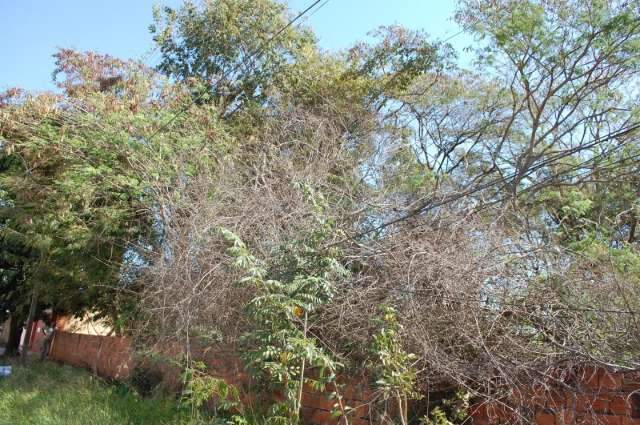 Terrenos abandonados viram focos de doen&ccedil;as e viol&ecirc;ncia em bairro nobre
