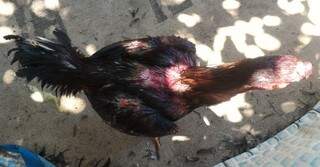 Uma das aves encontradas mutiladas no local onde era feito rinha de galo (Foto: divulgação/PMA)