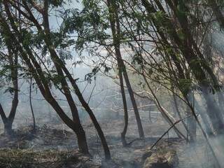 Parte da área verde ficou destruída por conta do fogo