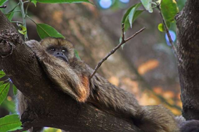 De galho em galho, macaquinha vira xod&oacute; de moradores no Tijuca