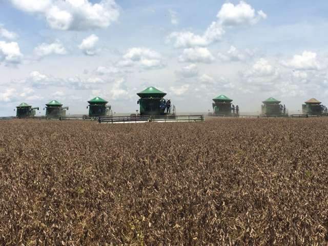 Boa produtividade da soja pode ajudar a reduzir perdas da pecu&aacute;ria 