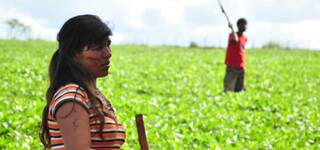 Em meio a plantação de soja, índios guarani-kaiowá dizem que vão ficar no lugar. 