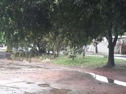 Com árvores sem poda, galhos complicam trânsito em avenida no Tiradentes