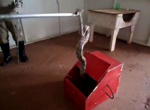 Jiboia de 1,5 meio &eacute; resgatada ap&oacute;s ser encontrada em canteiro de obras 