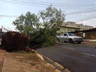 A queda da árvore na Rua Argemiro Fialho prejudicou o trânsito (Foto: Anahi Gurgel)