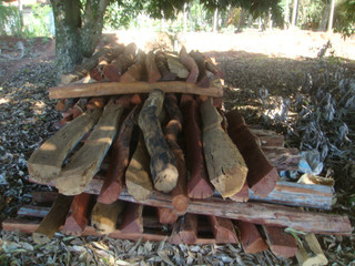 Foram encontradas 145 árvores derrubadas em fazenda de Sidrolândia. (Foto: Divulgação)