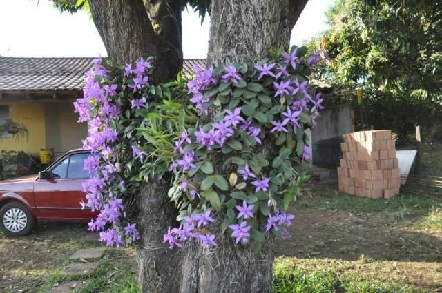 &Aacute;rvore repleta de orqu&iacute;deas &eacute; o sucesso de casa no Monte Castelo 