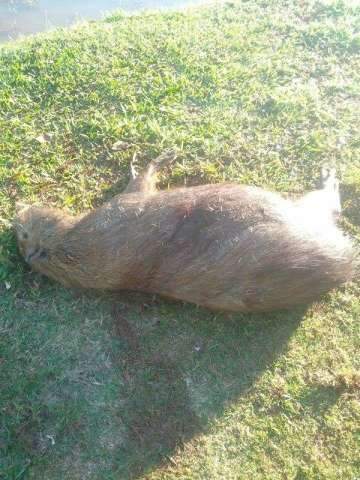 Capivara &eacute; morta a tiros e suspeita &eacute; que morte aconteceu para consumo da carne