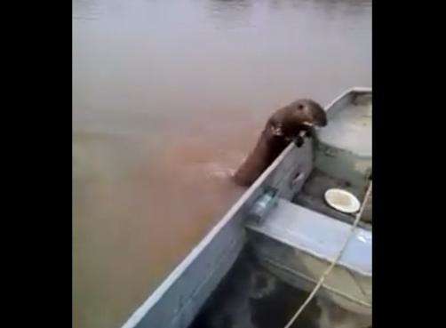 No Pantanal, ariranha invade barco e come peixes de pescador; veja vídeo