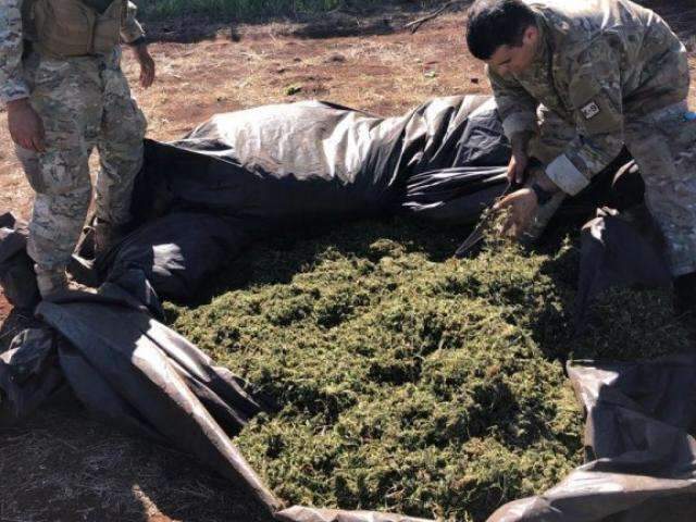 Pol&iacute;cia destr&oacute;i 18 hectares de maconha em 22 acampamentos do narcotr&aacute;fico 