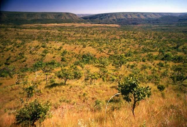 Desmatamento do Cerrado em MS diminui 15% em um ano