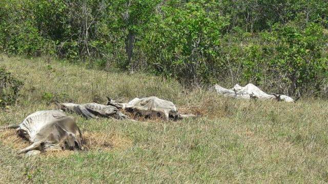 Sem &aacute;gua e alimentos, 23 cabe&ccedil;as de gado morrem em fazenda de MS