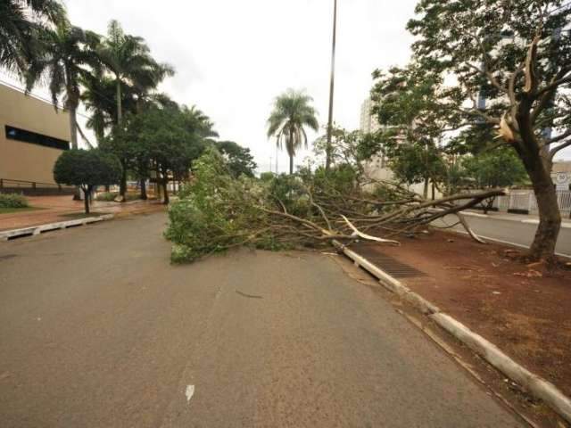 &Aacute;rvore se quebra com vento e interdita parte da avenida Mato Grosso