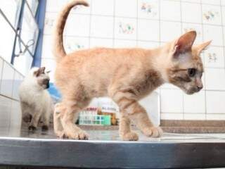 Gatos no Centro de Controle de Zoonoses (Foto: Divulgação/PMCG)