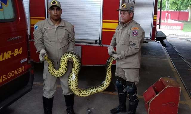 Sucuri de 3 metros &eacute; capturada depois de engolir duas galinhas