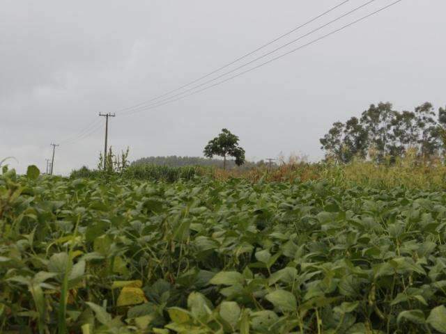 Chuva quase dobra, mas &eacute; falta de luz do sol que preocupa agricultores