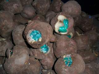 Batatas encontradas pela Polícia Federal, cheias de droga. (Divulgação PF)
