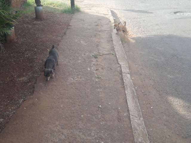 Campo Grande tem 5 den&uacute;ncias de maus-tratos a c&atilde;es e gatos todo dia