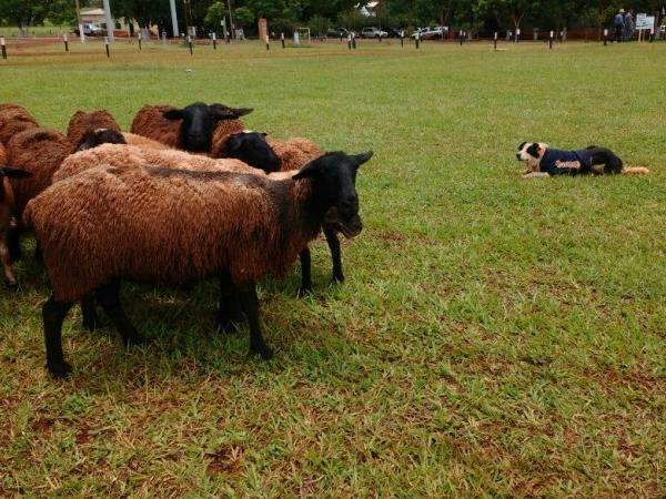 C&atilde;es treinados ajudam produtor rural no manejo de rebanhos em fazenda