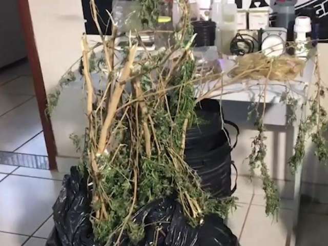 Planta&ccedil;&atilde;o de maconha e vaca em mercado s&atilde;o v&iacute;deos que bombaram