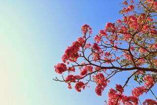 Os ipês rosa foram os primeiros a florescerem em Campo Grande (Foto: Henrique Kawaminami) 