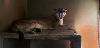A onça-parda vive há seis anos no Cras (Centro de Reabilitação de Animais Silvestres), em Campo Grande (Foto: Divulgação)