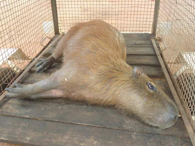  Capivara &eacute; sacrificada ap&oacute;s ser atropelada em Tr&ecirc;s Lagoas