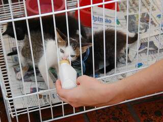 Gatinhos foram amamentados com chuquinhas pelos voluntários. 