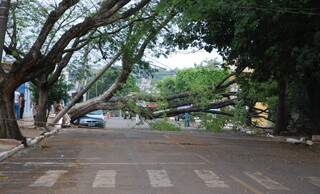 Árvore e postes caíram na rua Brilhante, Vila Carvalho. (Foto: Simão Nogueira)