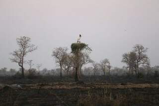 Tuiuiu fez ninho no topo das árvores onde abriga os filhotes para se proteger das queimadas (Arquivo/Paulo Francis)